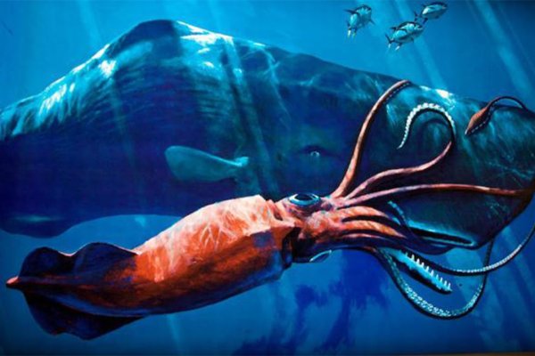 Kraken 16 at сайт